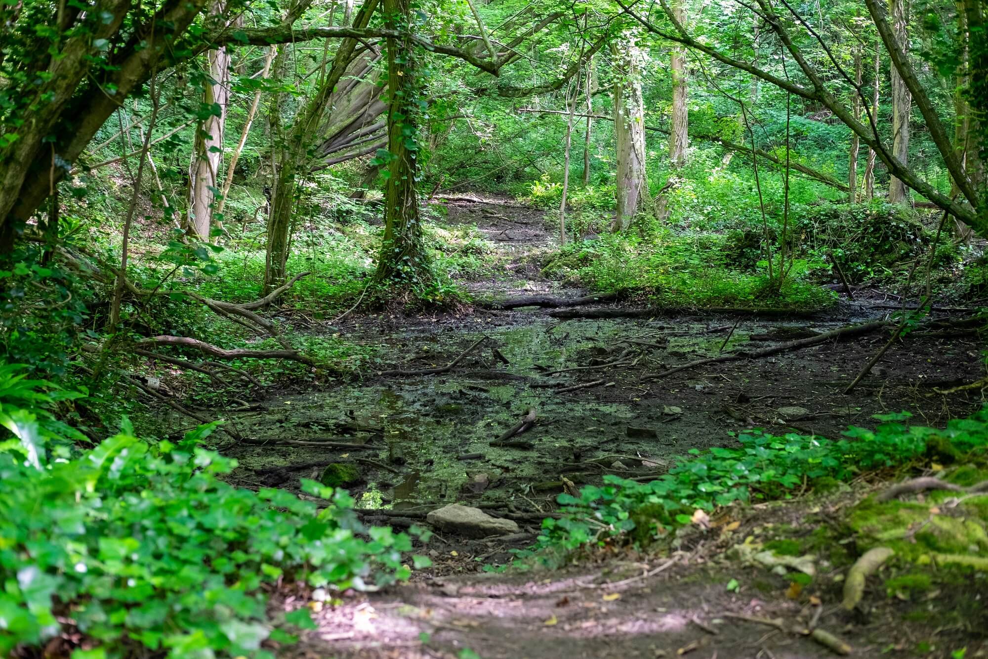 What Is Swamp Rabbit Trail